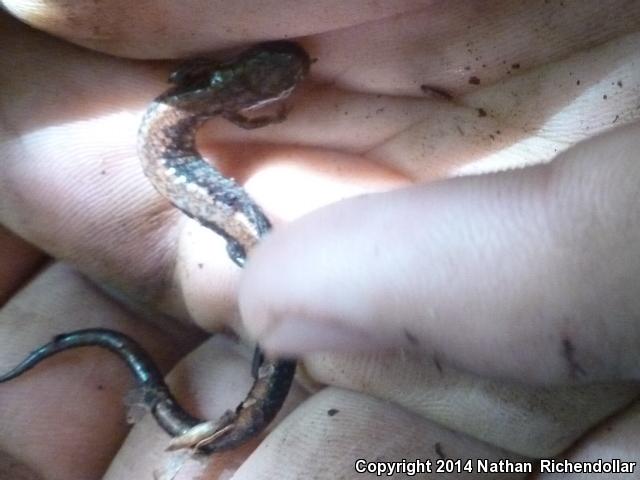 Shenandoah Salamander (Plethodon shenandoah)