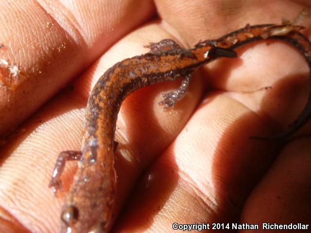 Shenandoah Salamander (Plethodon shenandoah)