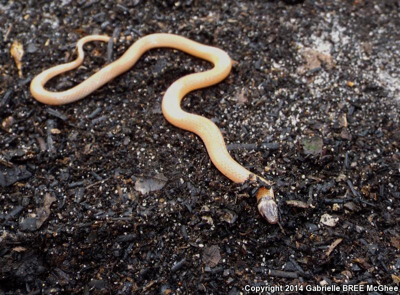 Peninsula Crowned Snake (Tantilla relicta relicta)