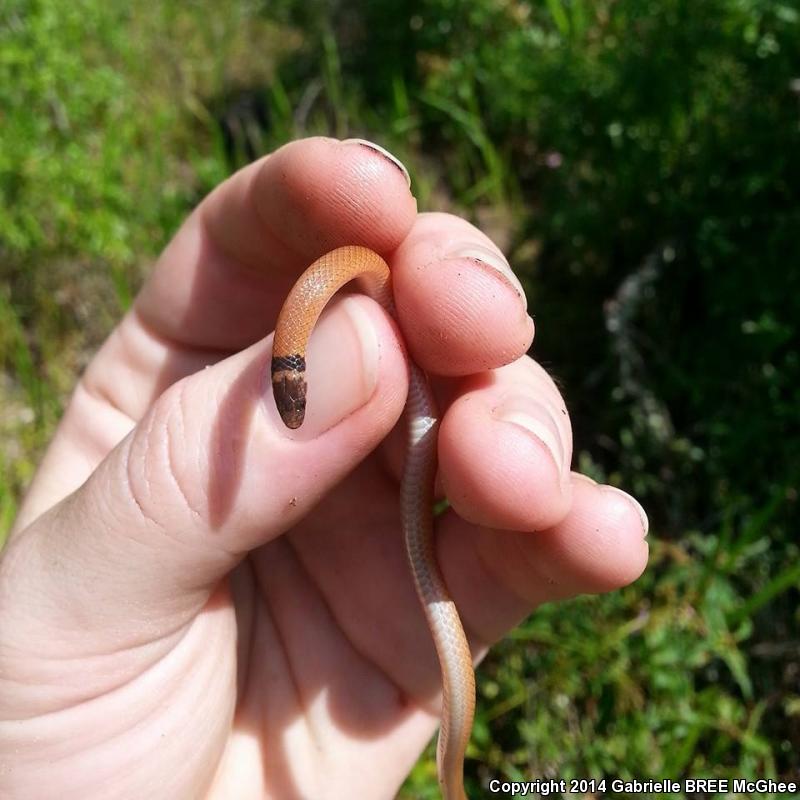 Peninsula Crowned Snake (Tantilla relicta relicta)