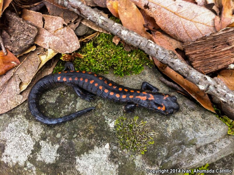 Bell's False Brook Salamander (Pseudoeurycea belli belli)