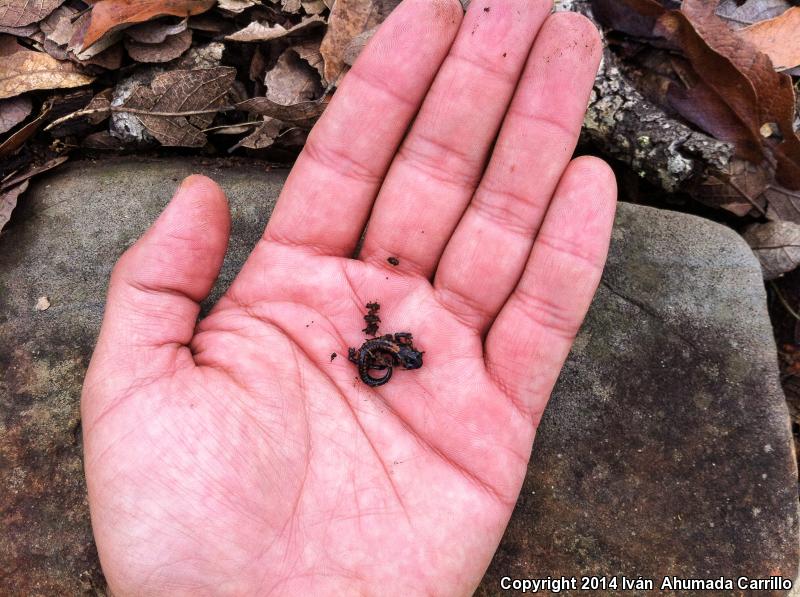 Bell's False Brook Salamander (Pseudoeurycea belli belli)