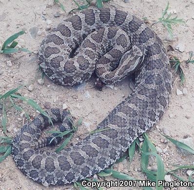 Western Massasauga (Sistrurus catenatus tergeminus)