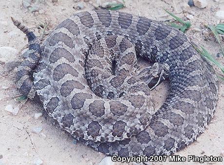 Western Massasauga (Sistrurus catenatus tergeminus)