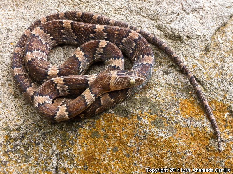 Western Lyresnake (Trimorphodon biscutatus biscutatus)