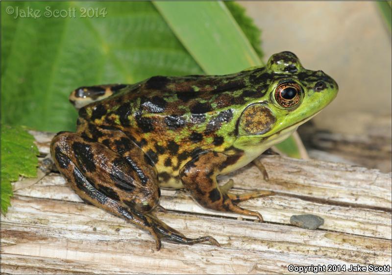 Mink Frog (Lithobates septentrionalis)