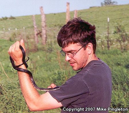 Black Ratsnake (Pantherophis obsoletus obsoletus)