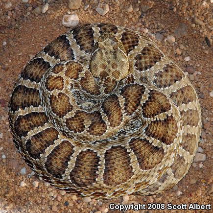 Prairie Rattlesnake (Crotalus viridis viridis)