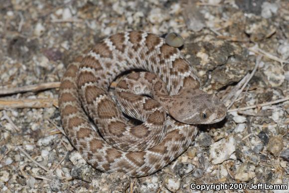 Red Diamond Rattlesnake (Crotalus ruber ruber)