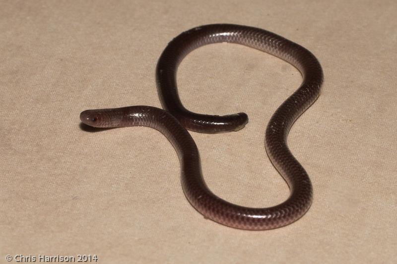 South Texas Threadsnake (Leptotyphlops dulcis rubellum)