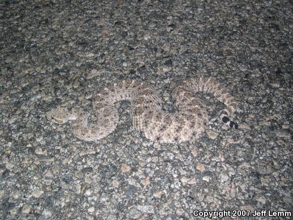 Colorado Desert Sidewinder (Crotalus cerastes laterorepens)