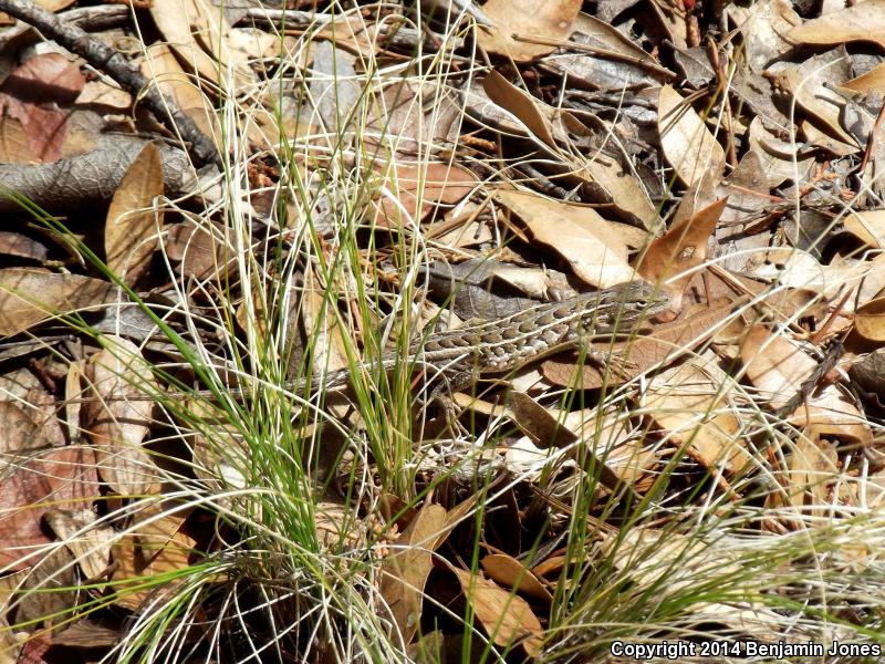 Slevin's Bunchgrass Lizard (Sceloporus slevini)