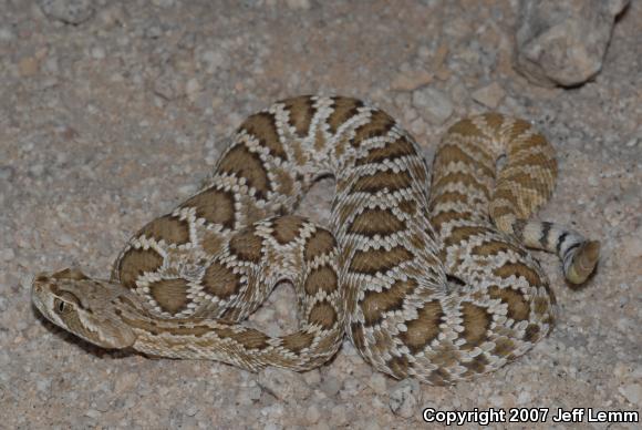 Mohave Rattlesnake (Crotalus scutulatus scutulatus)