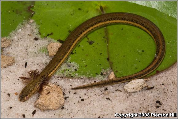 Slender Dwarf Siren (Pseudobranchus striatus spheniscus)