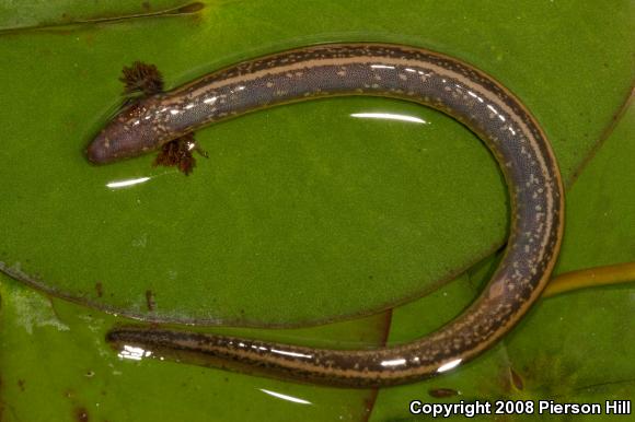 Slender Dwarf Siren (Pseudobranchus striatus spheniscus)