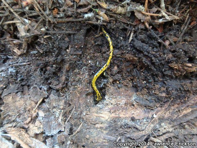 Northern Long-toed Salamander (Ambystoma macrodactylum krausei)