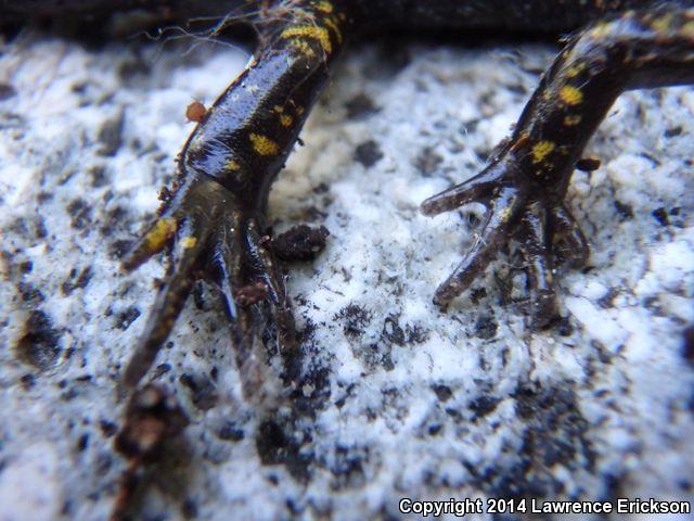 Northern Long-toed Salamander (Ambystoma macrodactylum krausei)