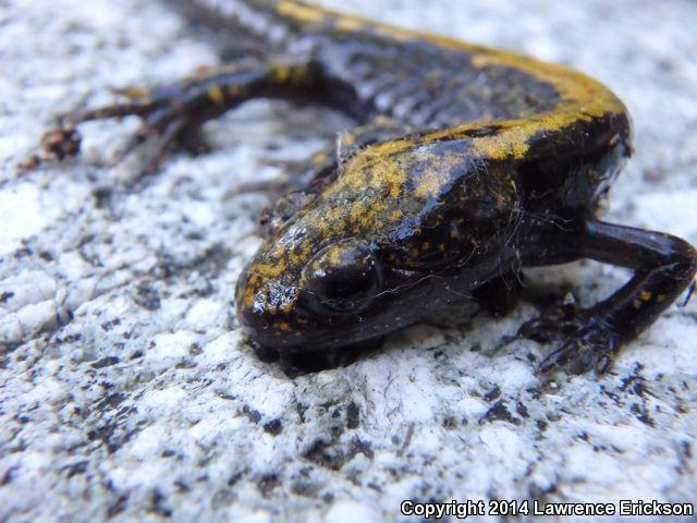 Northern Long-toed Salamander (Ambystoma macrodactylum krausei)