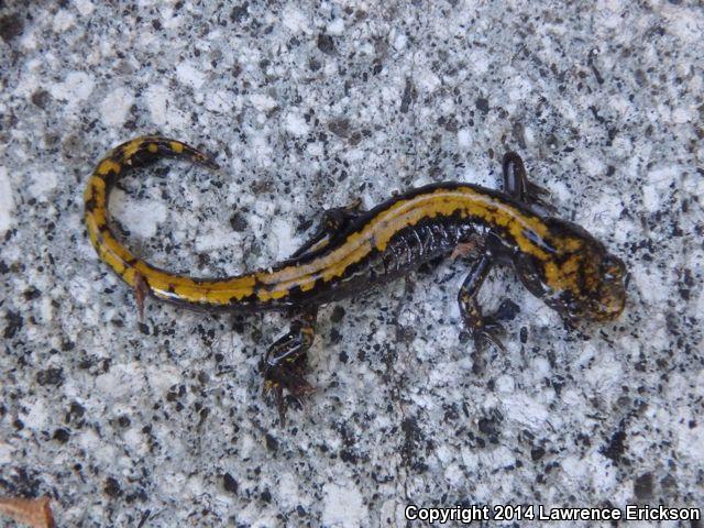 Northern Long-toed Salamander (Ambystoma macrodactylum krausei)