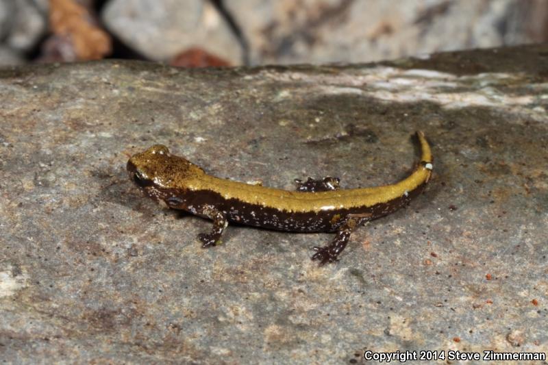 Van Dyke's Salamander (Plethodon vandykei)