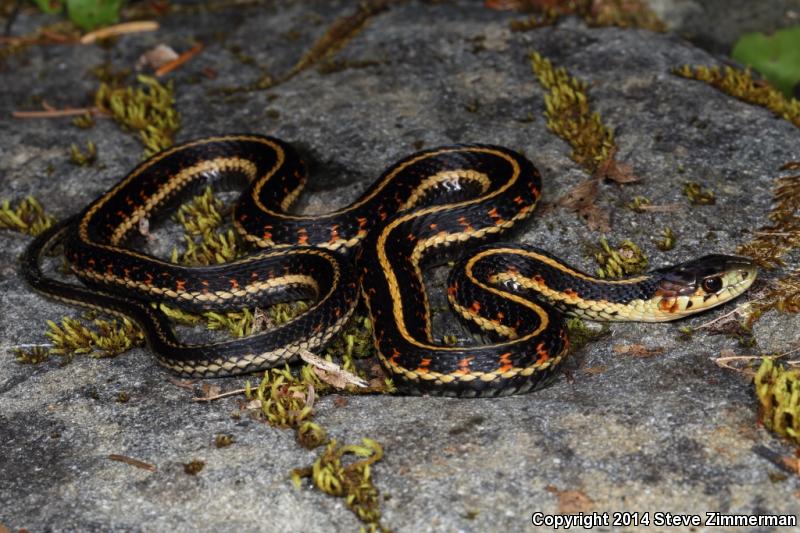 Puget Sound Gartersnake (Thamnophis sirtalis pickeringii)