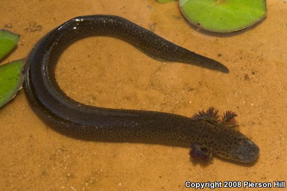 Eastern Lesser Siren (Siren intermedia intermedia)