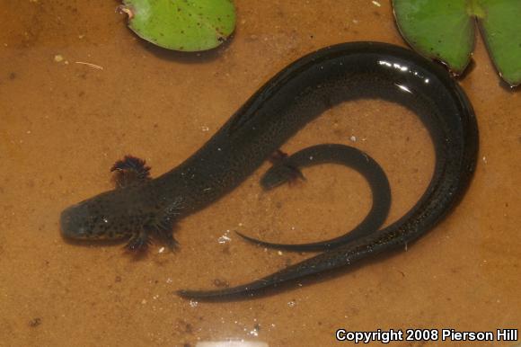 Eastern Lesser Siren (Siren intermedia intermedia)