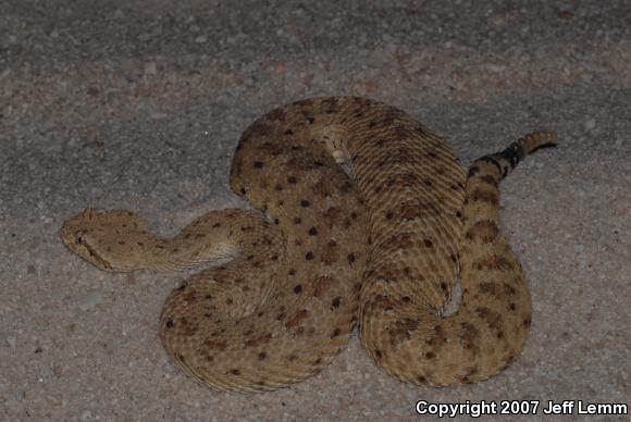 Sonoran Sidewinder (Crotalus cerastes cercobombus)