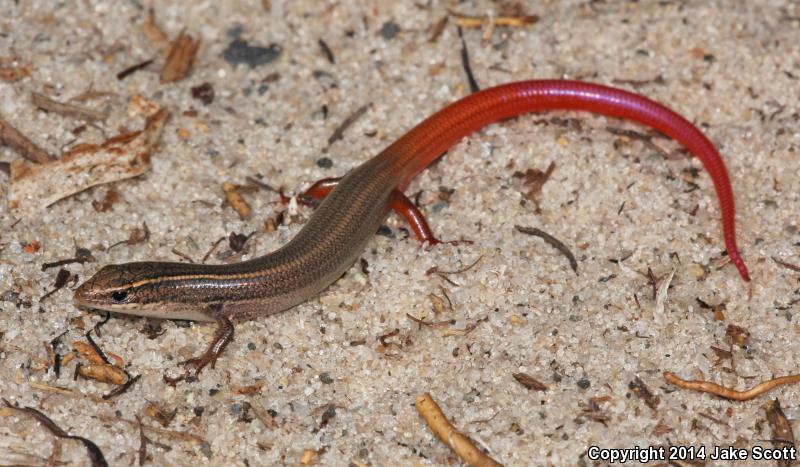 Cedar Key Mole Skink (Plestiodon egregius insularis)