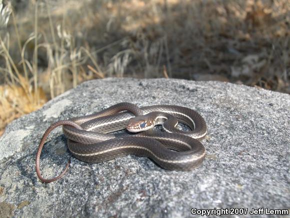 California Striped Racer (Coluber lateralis lateralis)