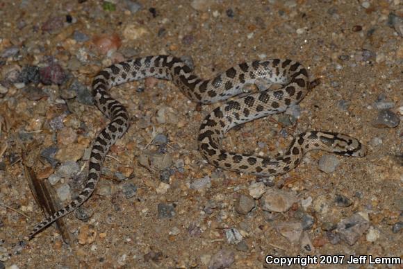 California Glossy Snake (Arizona elegans occidentalis)