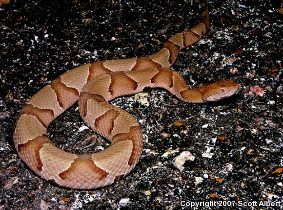 Osage Copperhead (Agkistrodon contortrix phaeogaster)