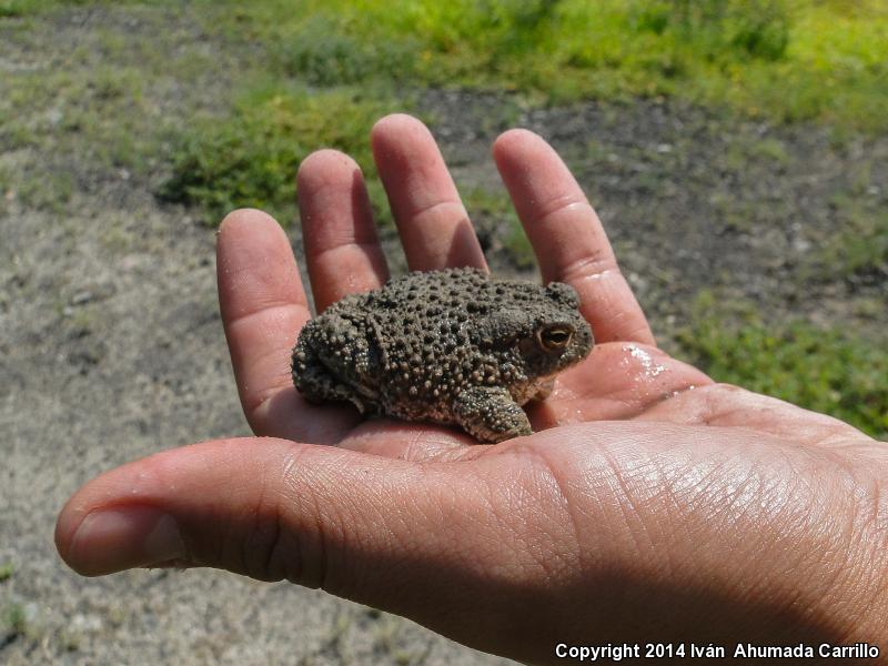 Plateau Toad (Anaxyrus compactilis)