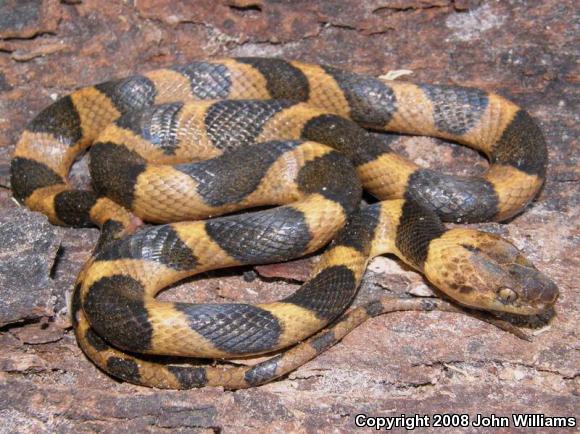 Northern Cat-eyed Snake (Leptodeira septentrionalis)