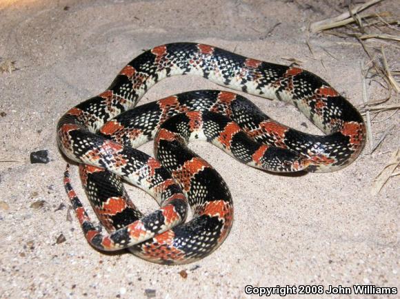 Western Long-nosed Snake (Rhinocheilus lecontei)