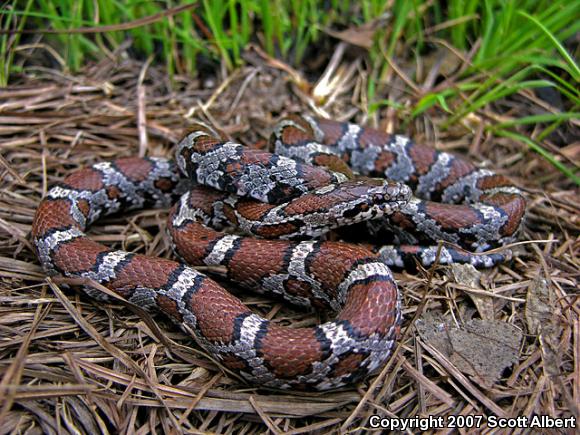 Eastern Milksnake (Lampropeltis triangulum triangulum)