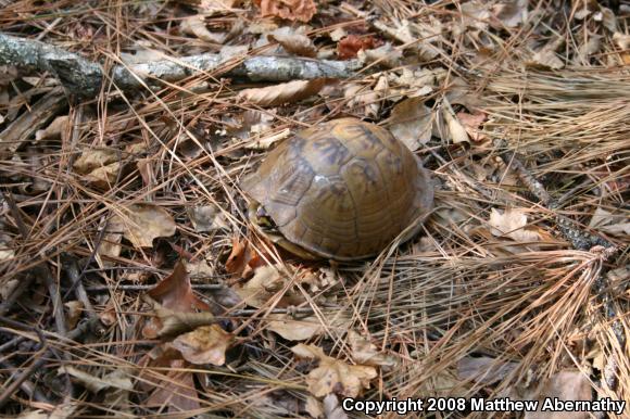 Three-toed Box Turtle (Terrapene carolina triunguis)