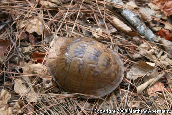 Three-toed Box Turtle (Terrapene carolina triunguis)