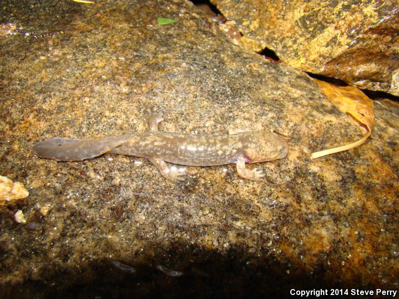 Idaho Giant Salamander (Dicamptodon aterrimus)