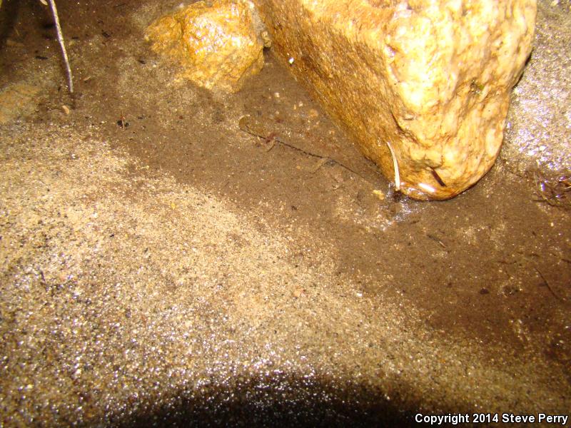 Idaho Giant Salamander (Dicamptodon aterrimus)