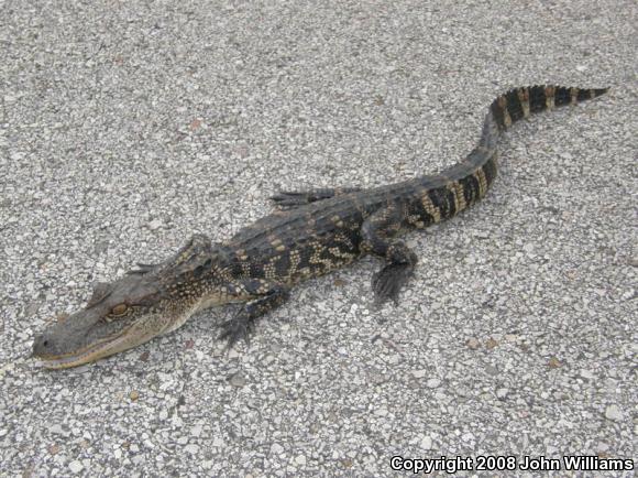 American Alligator (Alligator mississippiensis)