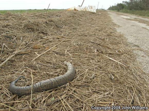 Western Cottonmouth (Agkistrodon piscivorus leucostoma)