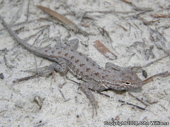 Northern Keeled Earless Lizard (Holbrookia propinqua propinqua)