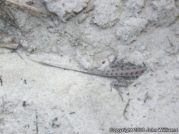 Northern Keeled Earless Lizard (Holbrookia propinqua propinqua)