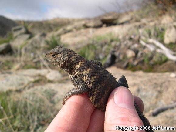 Granite Spiny Lizard (Sceloporus orcutti)