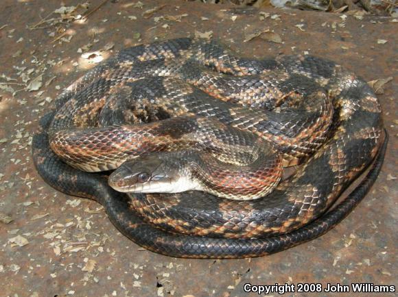 Texas Ratsnake (Pantherophis obsoletus lindheimeri)