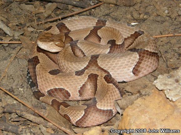 Southern Copperhead (Agkistrodon contortrix contortrix)