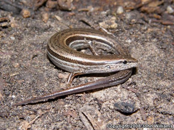 Little Brown Skink (Scincella lateralis)