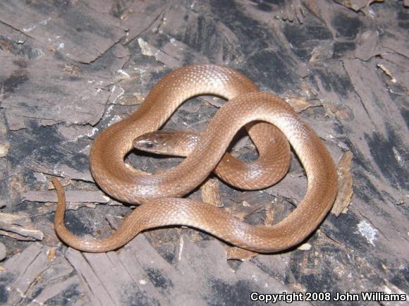 Rough Earthsnake (Virginia striatula)