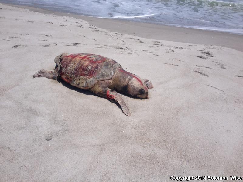 Loggerhead Sea Turtle (Caretta caretta)